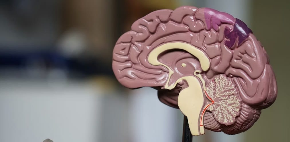 Biar Gak Gampang Lupa! Ini Cara Meningkatkan Memori Otak Kata Sains