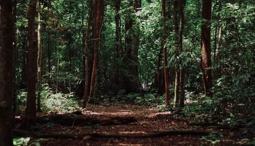 Apa Itu Deforestasi? Salah Satu Biang Kerok Banjir Sumatera